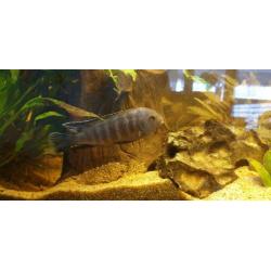 Aangeboden 4 ciclidus