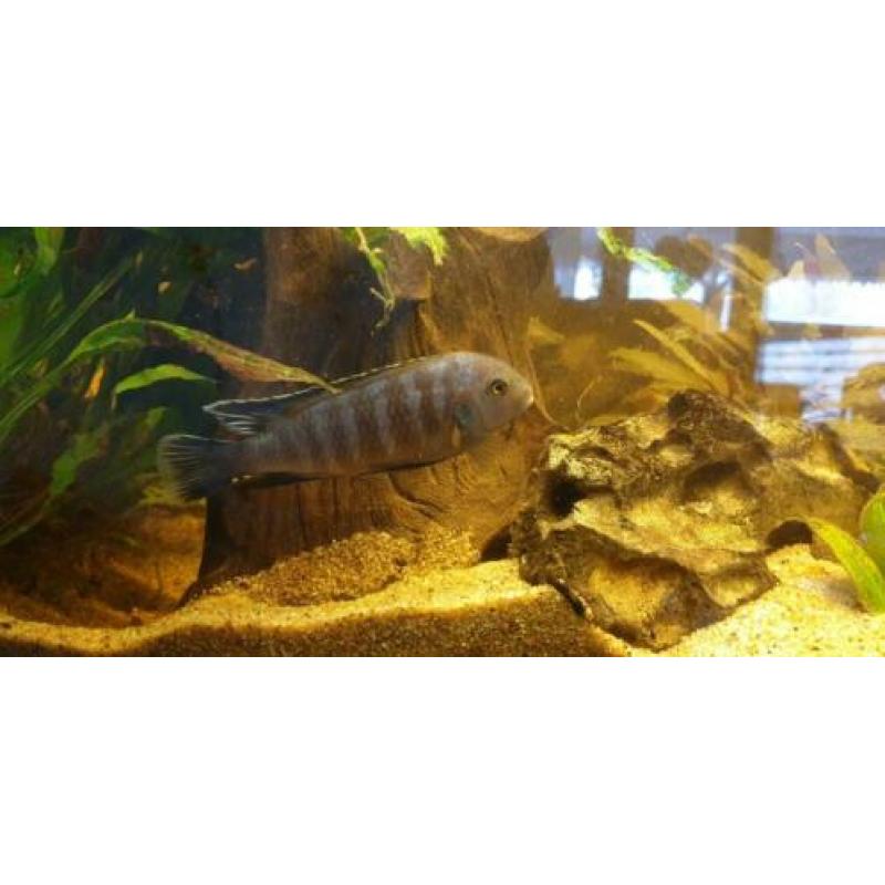 Aangeboden 4 ciclidus