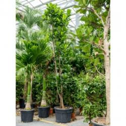 Ficus Lyrata - Vioolplant 415-425cm art38189