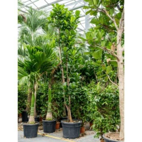 Ficus Lyrata - Vioolplant 415-425cm art38189