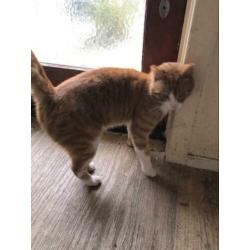 Katten