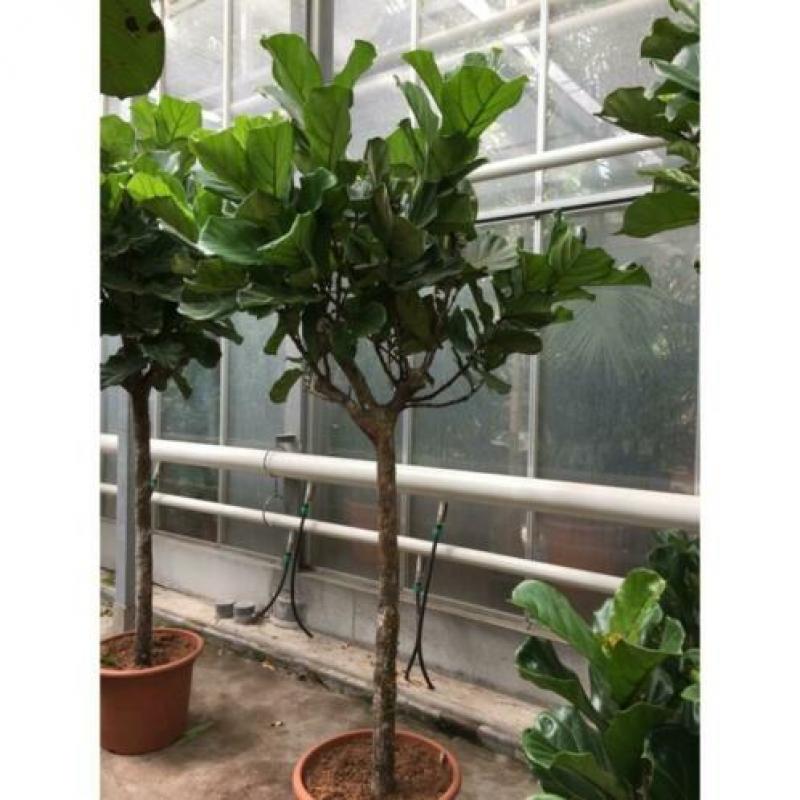 Ficus Lyrata - Vioolplant 415-425cm art38189