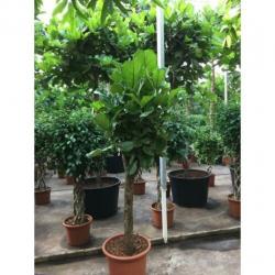 Ficus Lyrata - Vioolplant 415-425cm art38189