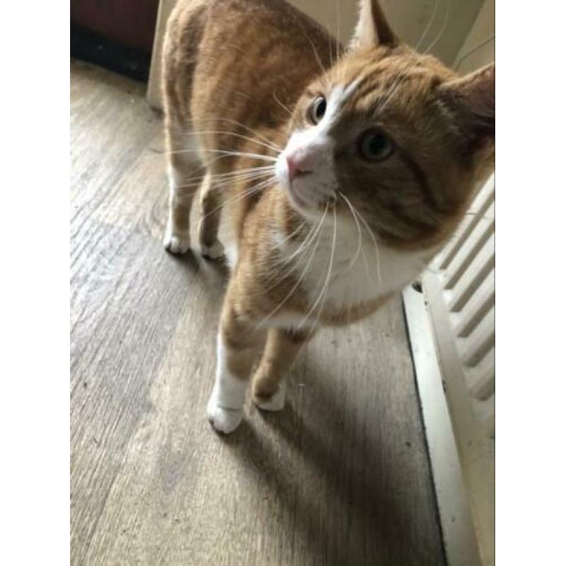 Katten