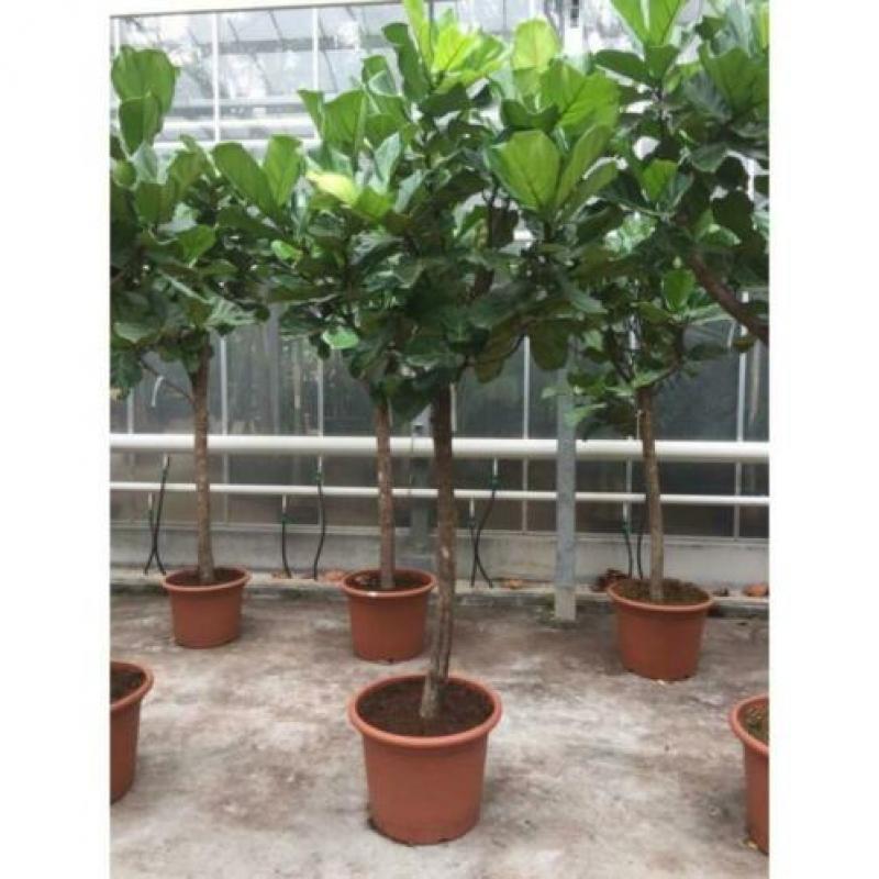 Ficus Lyrata - Vioolplant 415-425cm art38189