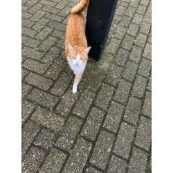 Katten