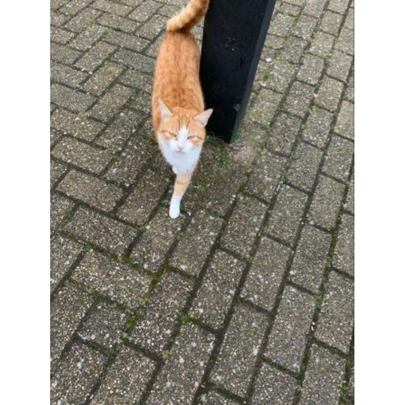 Katten