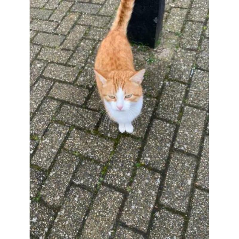 Katten