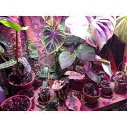 Philodendron, monstera, syngonium, anthurium en meer