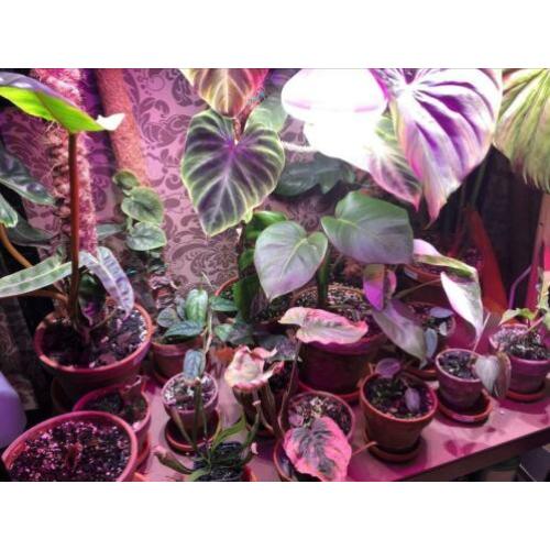 Philodendron, monstera, syngonium, anthurium en meer