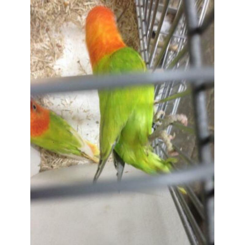 2 opaline dilute 7 maanden oud