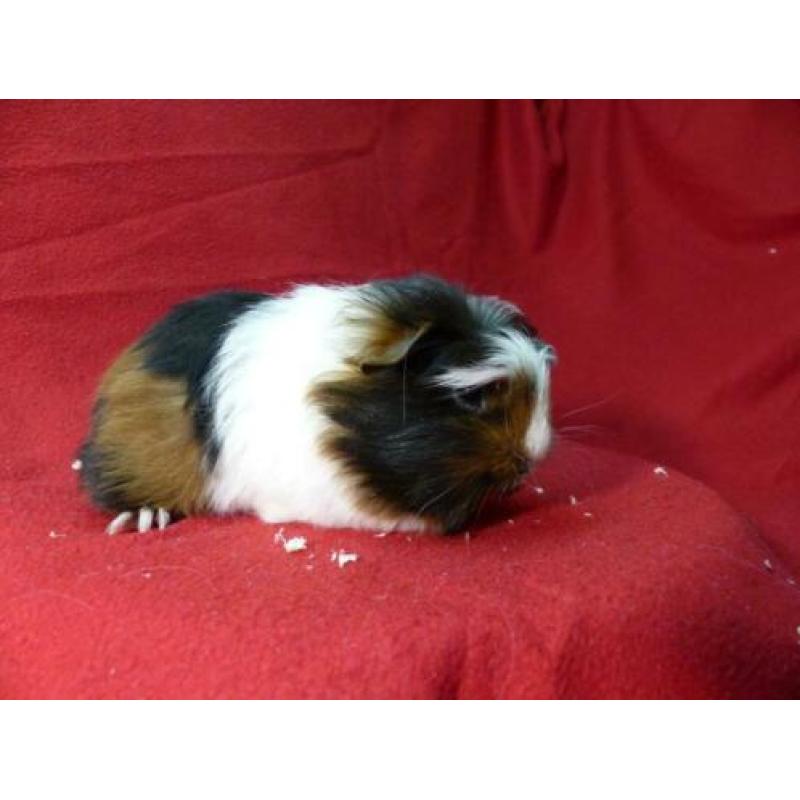 Cavia zeugjes coronet en sheltie