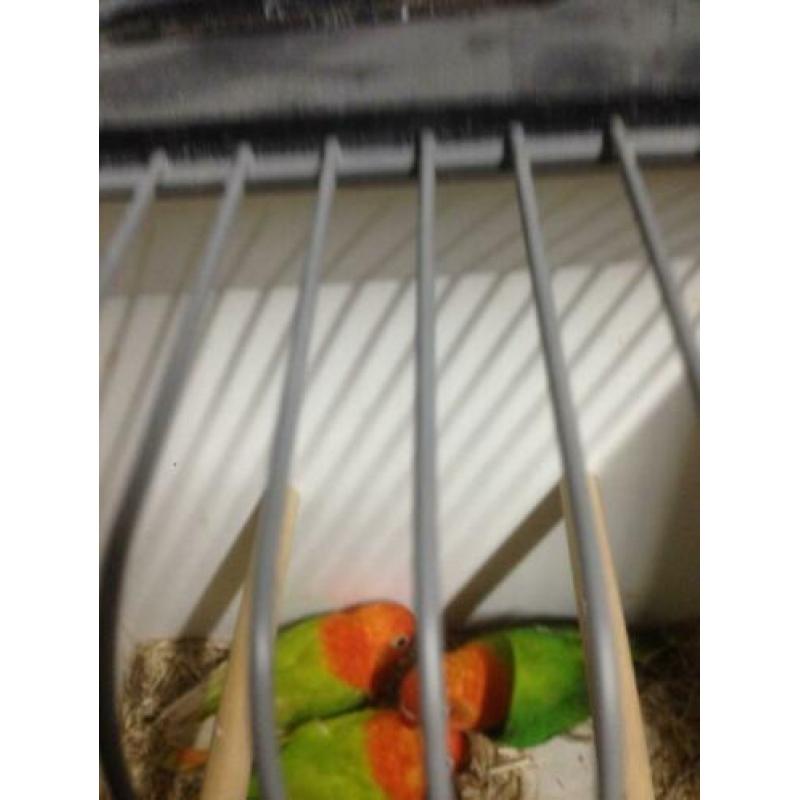 2 opaline dilute 7 maanden oud