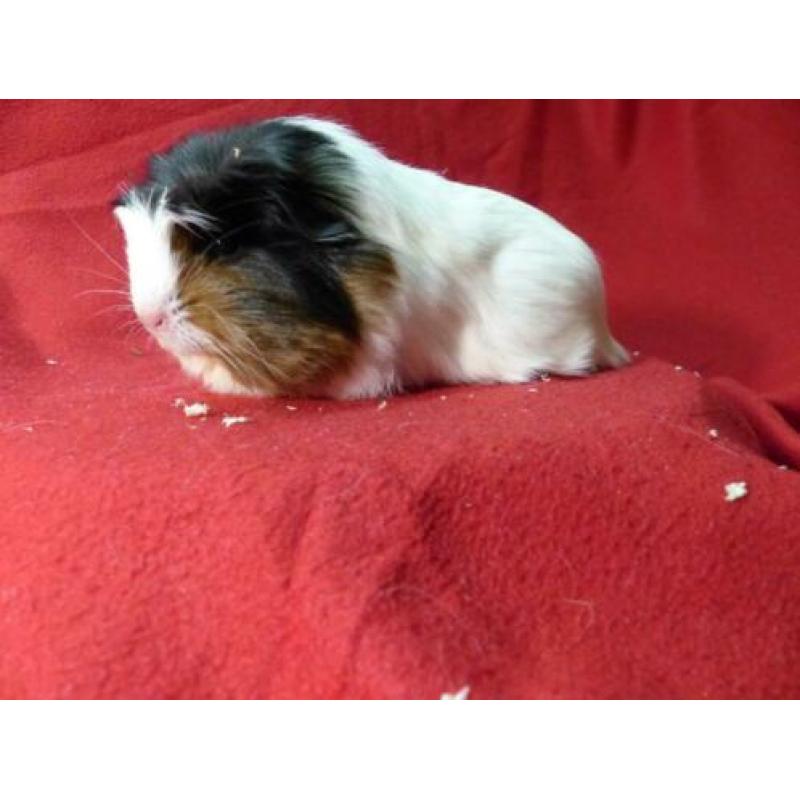 Cavia zeugjes coronet en sheltie