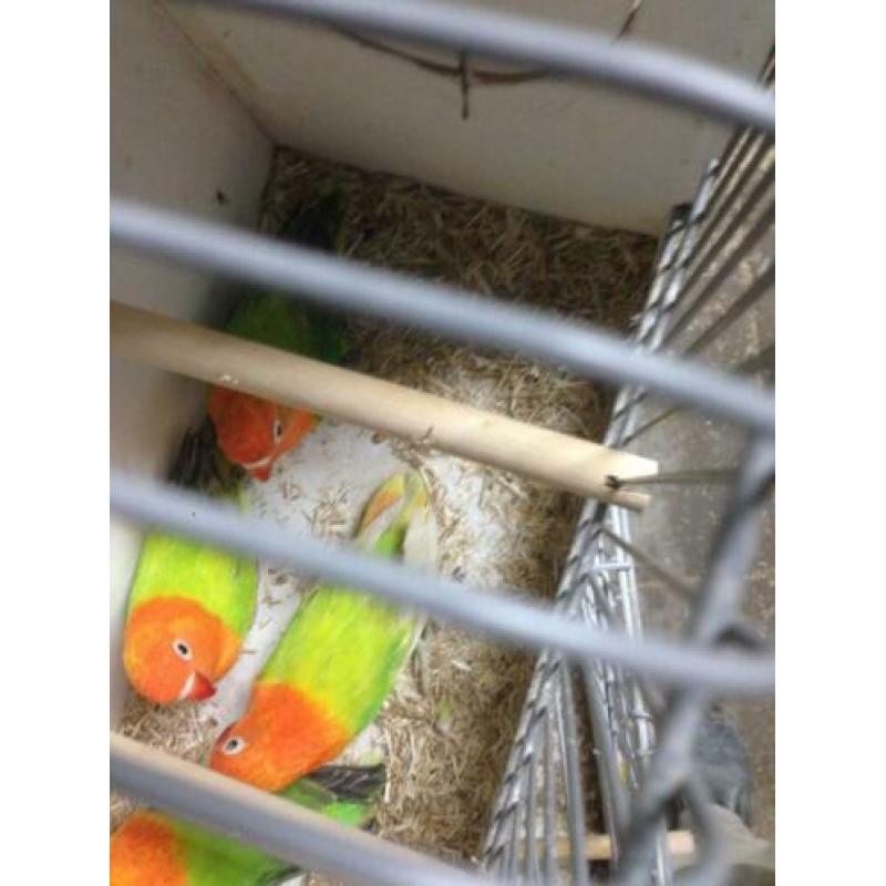 2 opaline dilute 7 maanden oud