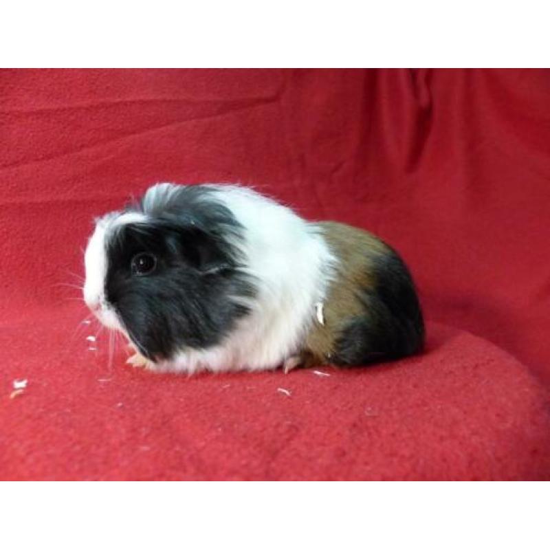 Cavia zeugjes coronet en sheltie