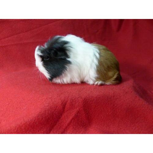 Cavia zeugjes coronet en sheltie