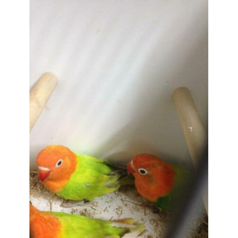 2 opaline dilute 7 maanden oud