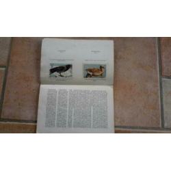 Plaatjesalbum "Dieren als Toeristen"-/K&G.