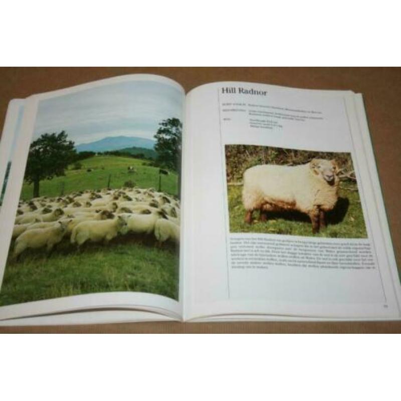 Boek - Engelse schapenrassen !!