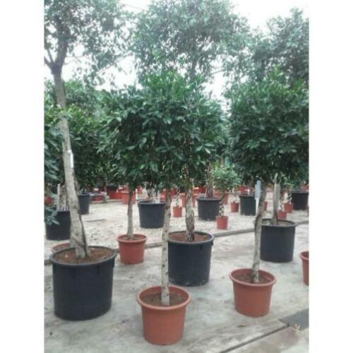 Ficus 'nitida' 210-220cm art39641