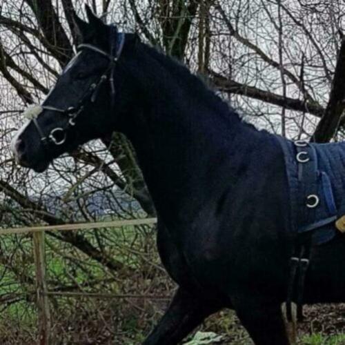 Prachtig zwart paard te koop