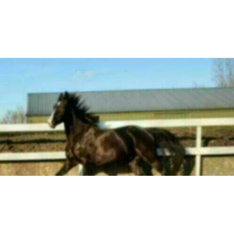 Prachtig zwart paard te koop