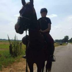 Prachtig zwart paard te koop
