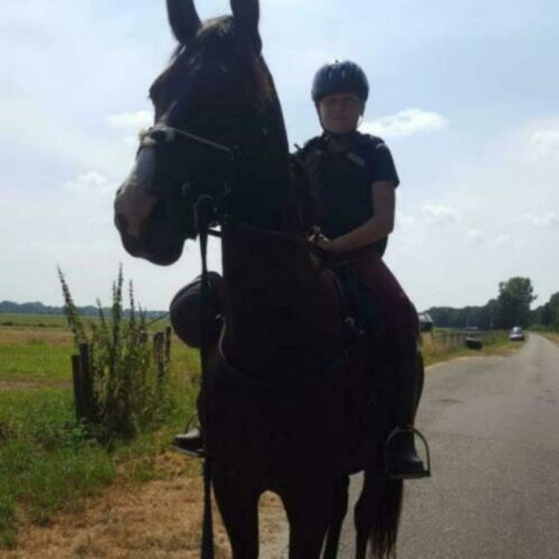 Prachtig zwart paard te koop