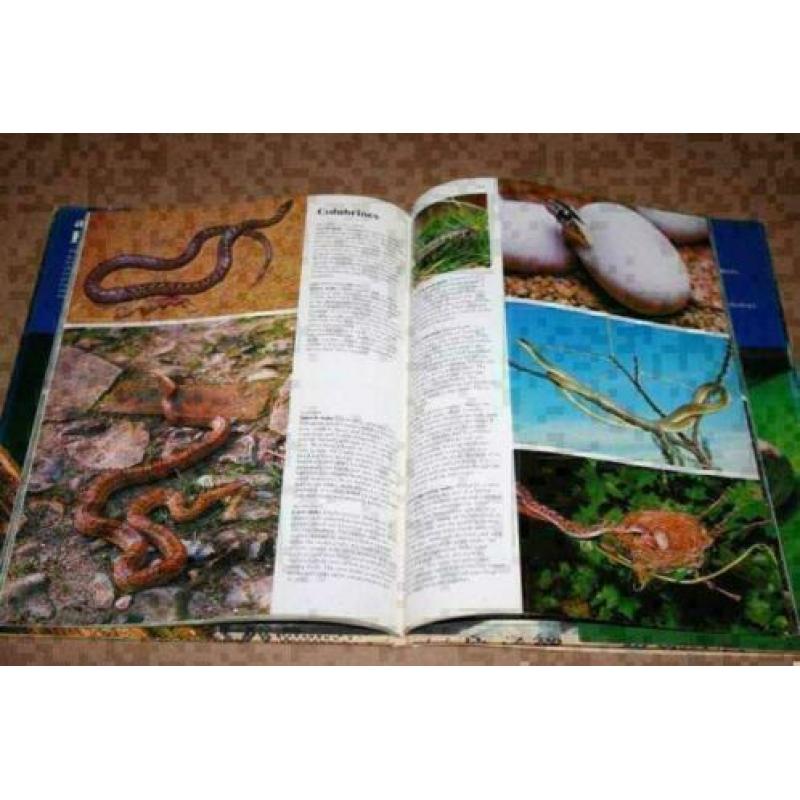 All Colour Book of Reptiles !!