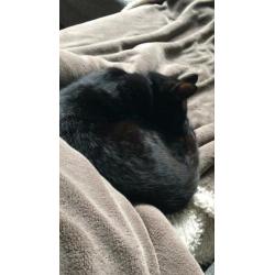 2 katertjes, 10 maand oud