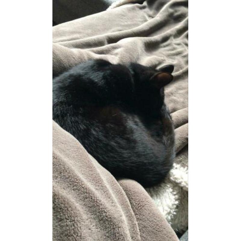 2 katertjes, 10 maand oud