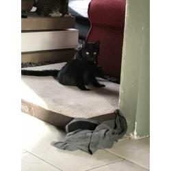 2 katertjes, 10 maand oud