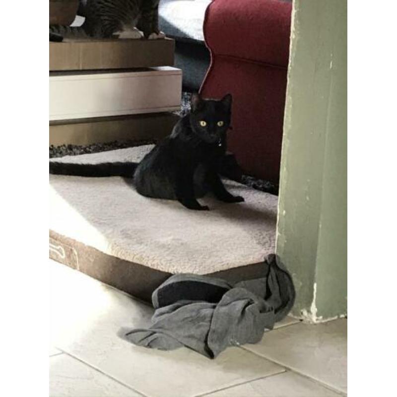 2 katertjes, 10 maand oud