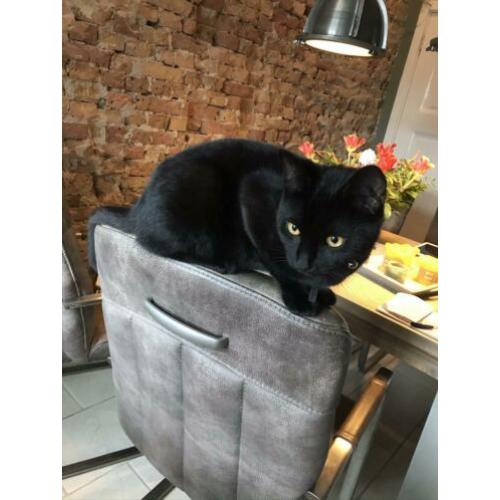 2 katertjes, 10 maand oud