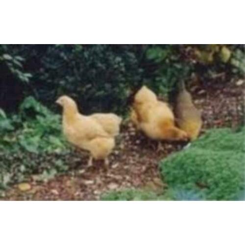Krielkippen:Barnevelder,Welsumer,Sussex,Wyandotte,Hollandse.