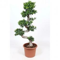 Ficus Microcarpa 'ginseng' - Bonsai 250-260cm art32410