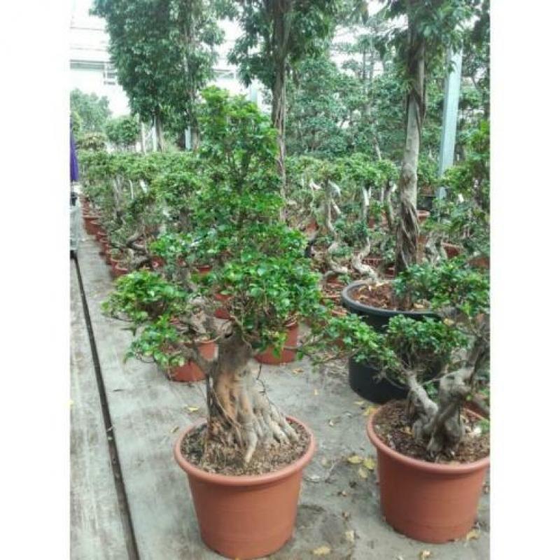 Ficus Microcarpa 'ginseng' - Bonsai 250-260cm art32410