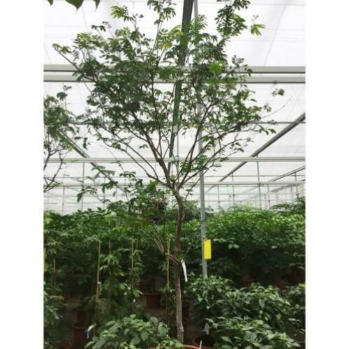 Kantoorbomen Bladhoudend 340-350cm - Calliandra Haematocepha
