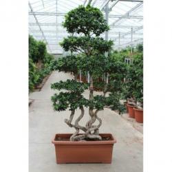 Ficus Microcarpa 'ginseng' - Bonsai 250-260cm art32410