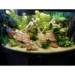 Diverse aquarium decoratie stukken