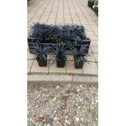 Siergrassen uitverkoop en lavendel en vinca en ilex