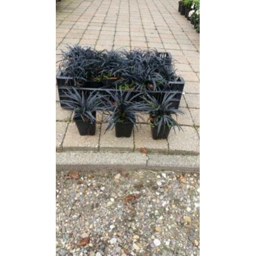 Siergrassen uitverkoop en lavendel en vinca en ilex