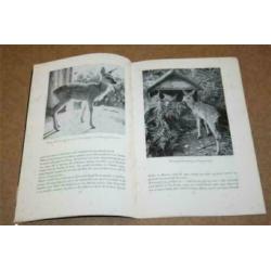 Hoe Bambi opgroeide in een Deens dorpje 1954 !!