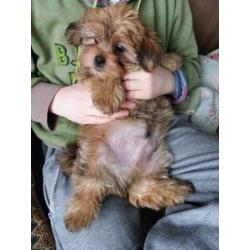 shih tzu puppy reu blond