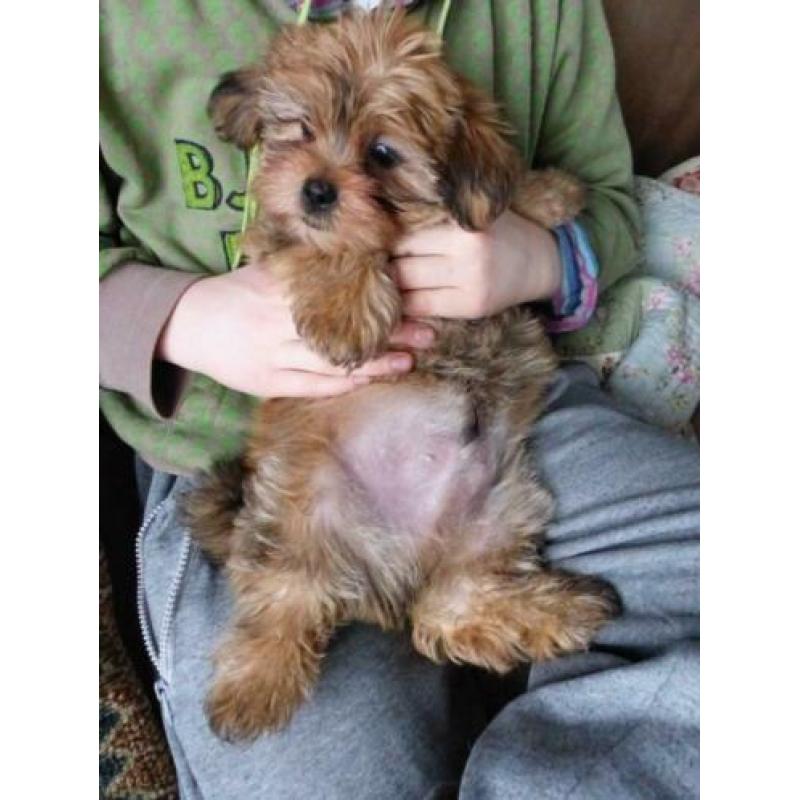 shih tzu puppy reu blond