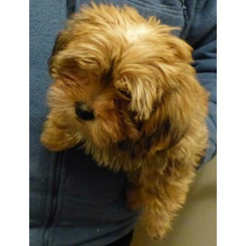 shih tzu puppy reu blond