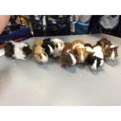 12 jonge cavia zeugjes te koop (diverse kleurtjes)