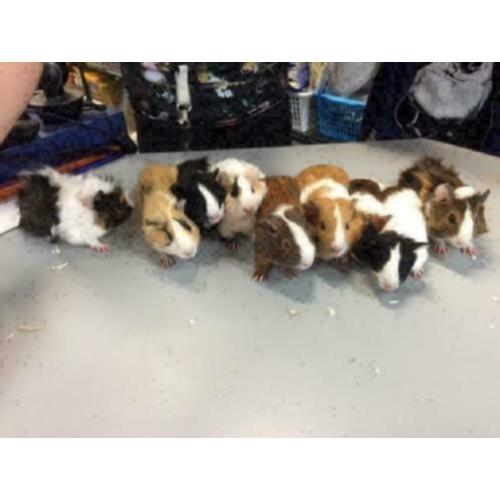 12 jonge cavia zeugjes te koop (diverse kleurtjes)