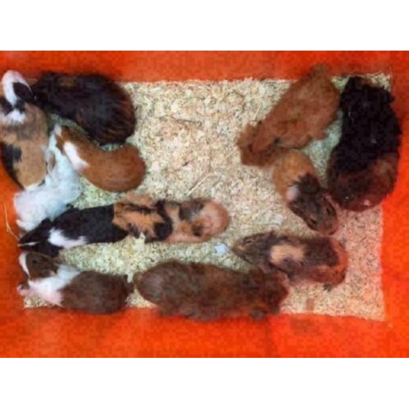 12 jonge cavia zeugjes te koop (diverse kleurtjes)